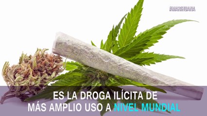 ¿Defendías la marihuana sin suficientes argumentos? Ahora los tendrás y de peso