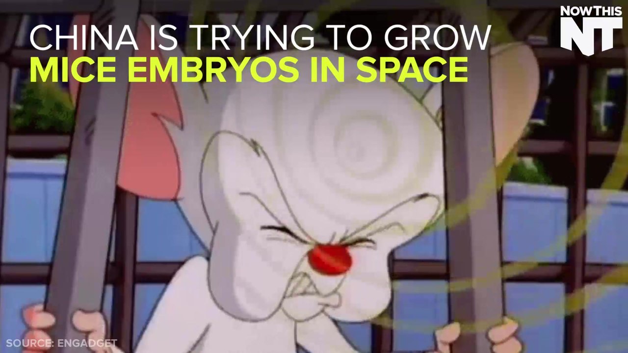 China Trying To Grow Mouse Embryos In Space
