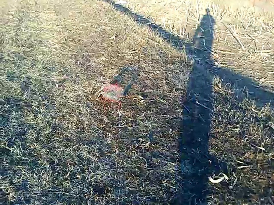 Sparrow Hawk trap  - Bal-Chatri