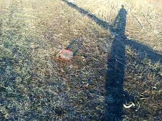 Sparrow Hawk trap  - Bal-Chatri