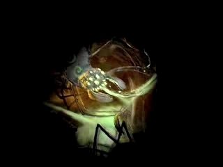 Mushroom Men - Teaser