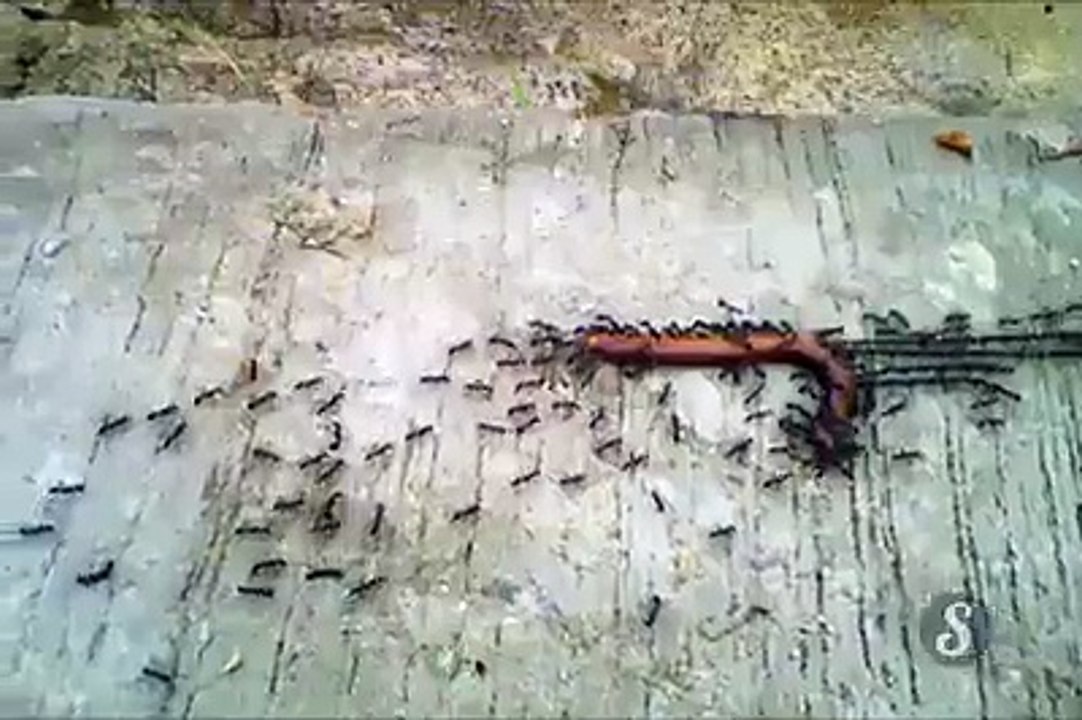 Chain in nature