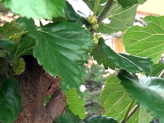 Dut ağacı meyve verdi