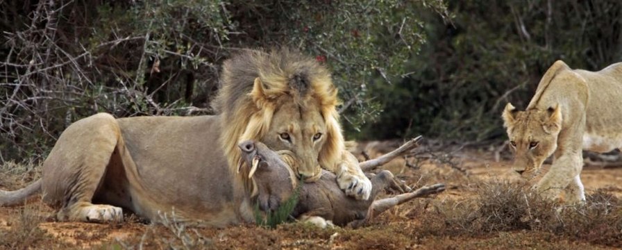 Lions killing  a Warthog