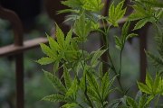 Una mayoría de jóvenes aboga por legalizar el cannabis