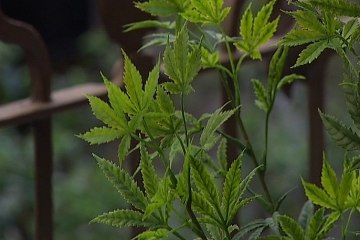 Una mayoría de jóvenes aboga por legalizar el cannabis