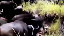 Wild animals fight to death _ CRAZIEST Animal Fights Caught _ Buffalo , Lion , Crocodile , Hippo #1