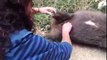 Baby wombat rescued from its dead mother's pouch