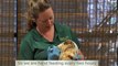 Busch Gardens Welcomes Two Baby Sloths - Busch Gardens® Tampa Bay