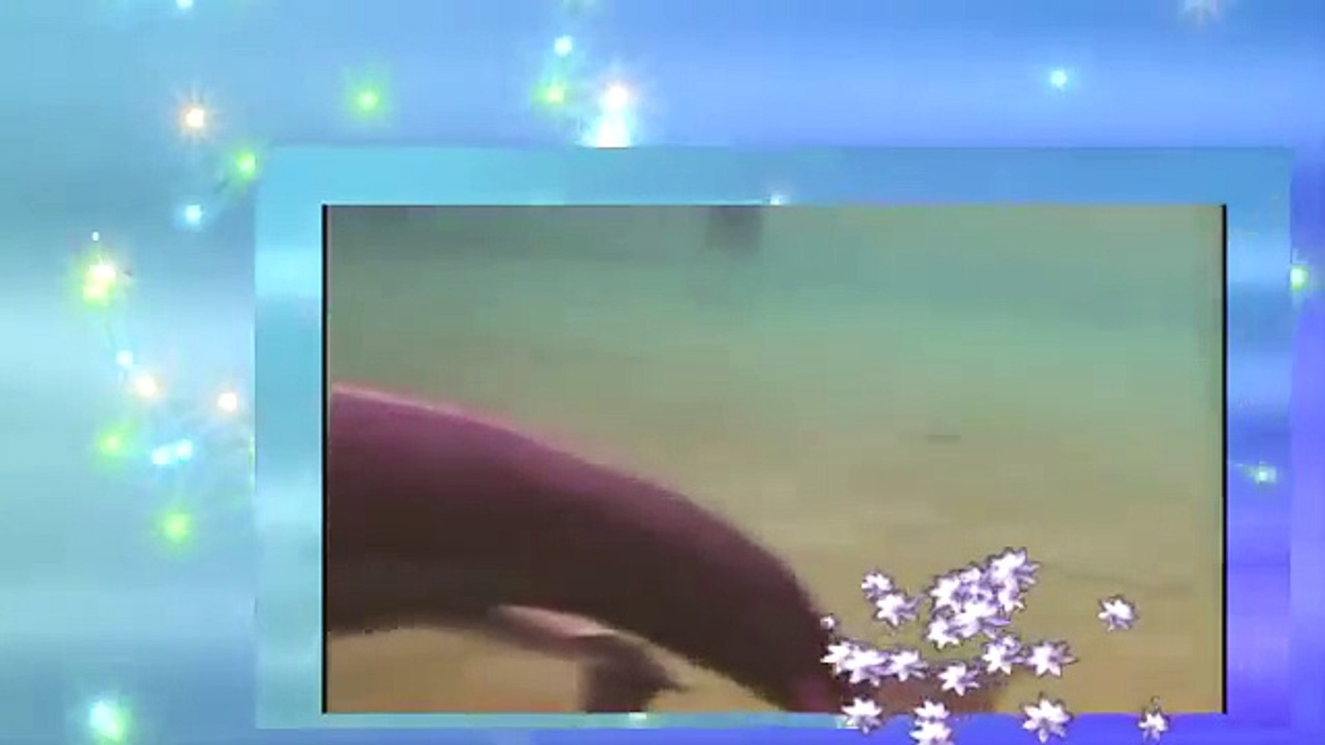 ⁣Dolphin has birth|animal planet documentary