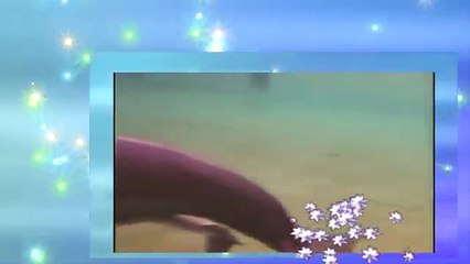 Dolphin has birth|animal planet documentary