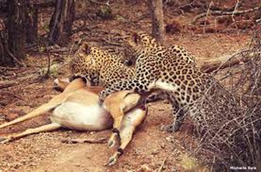 Two Cheetah  killing Impala