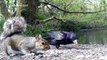 Video for Cats to Watch Birds Rook & Jackdaw