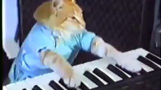 drunken trev keyboard cat