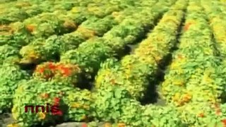 FLOWER CULTIVATION TO THE RESCUE OF PUNJAB FARMERS.flv