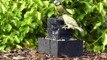 Videos For Cats To Watch Baby Blue Tit Birds Chirping and Loving The Little Water Fountain