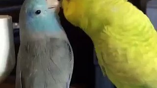 Melopsittacus Undulatus kiss Love Bird