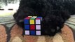 World's Fastest Rubik's Cube Dog Solve!!