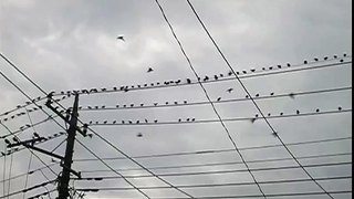 鳥が電線に・・・
