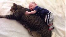 Tabby Cat Guards His Baby Brother and Is His Cuddle Buddy for Life