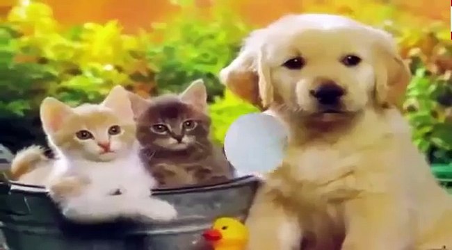 CÚN CON và MÈO MI & TỔNG HỢP nhạc thiếu nhi con vật hay nhất cho bé ♫♫♫ Nhạc thiếu nhi sôi động 2016