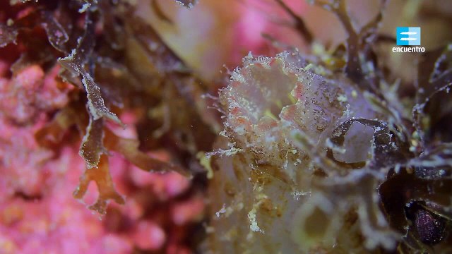 Atlántico Sur Puerto Deseado documental completo latino