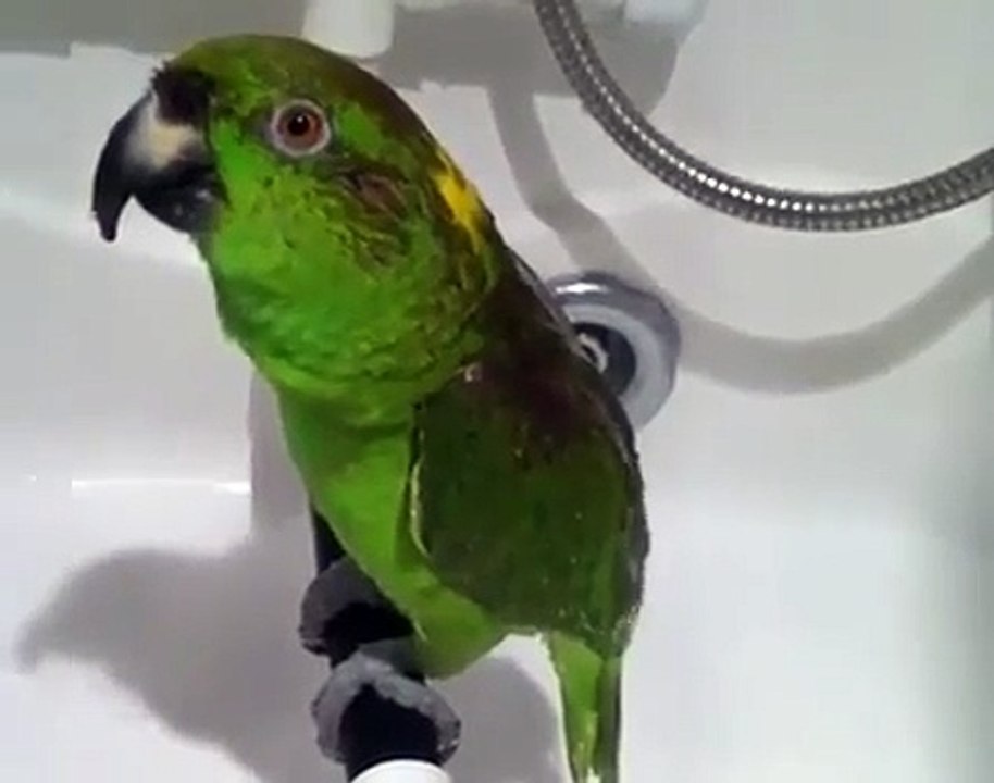 Попугай поет песни!