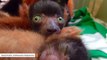 Three Red-Ruffed Lemur Babies Take Internet By Storm