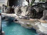 Hawaiian monk seals at Waikiki Aquarium