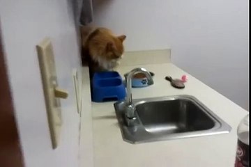 Yummy (M/13yrs/Neutered/Declawed) being silly with his water - ADOPTED