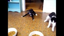 Смешные Кошки 2013 - Funny Cats Compilation