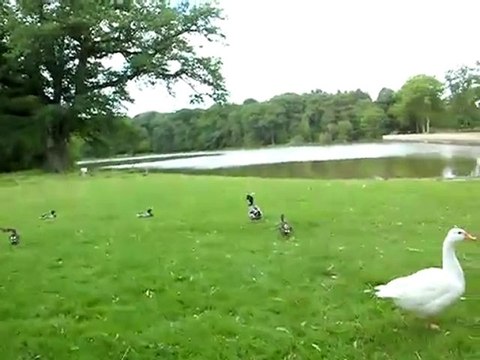 Bergerie Nationale Rambouillet Oies Canards