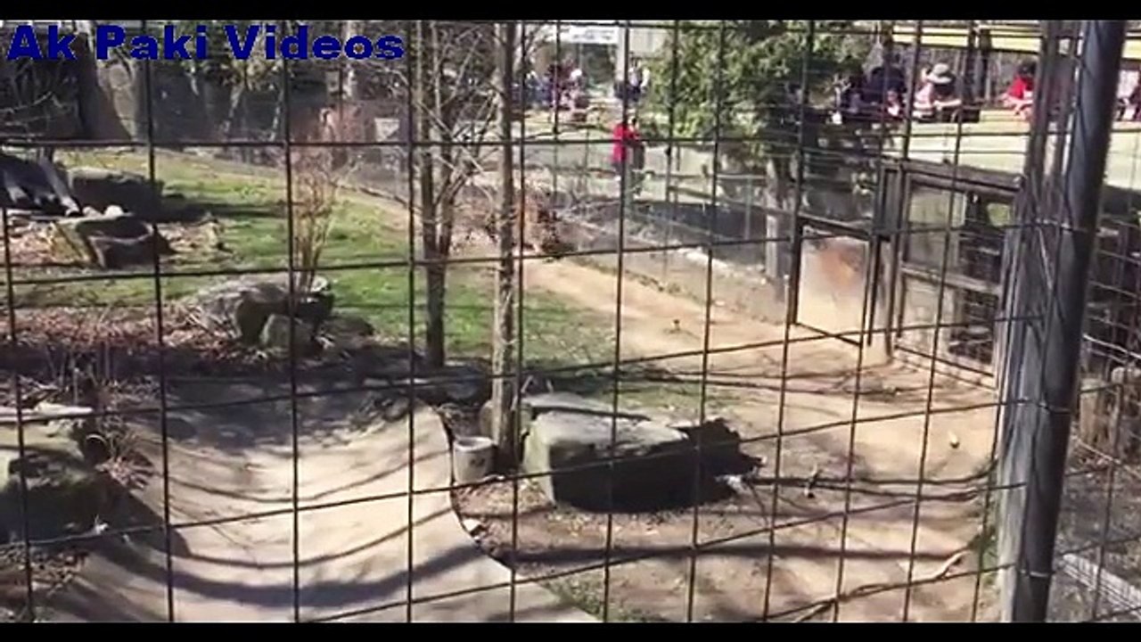 Shocking moment woman jumps tiger fence to retrieve her HAT