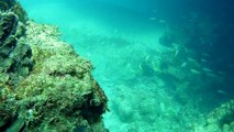 Buceo en Cuevas en Isabela Puerto Rico