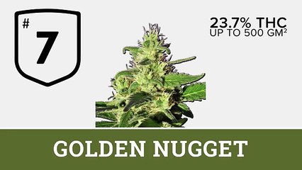 Top 10 Strongest marijuana strains of 2016 (so far!)