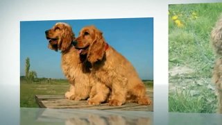 English Cocker Spaniel Temperament