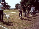 Video expo chiens bouledogue americain