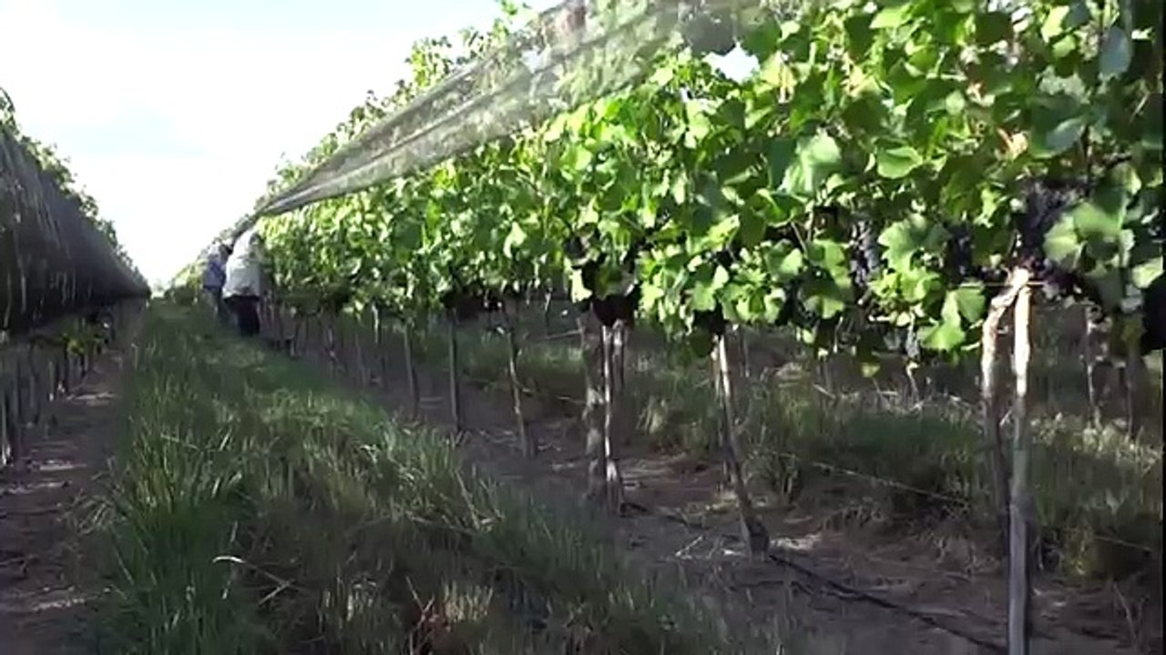 #Harvest2013 / cosecha Pinot Noir