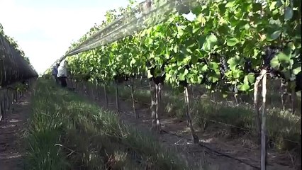 #Harvest2013 / cosecha Pinot Noir