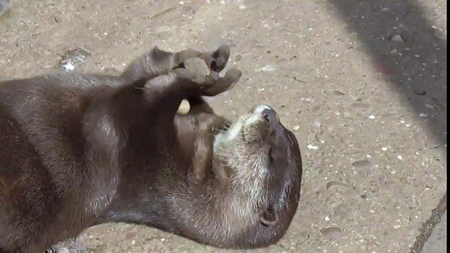 Une loutre jongle avec un cailloux... Petit jeu amusant