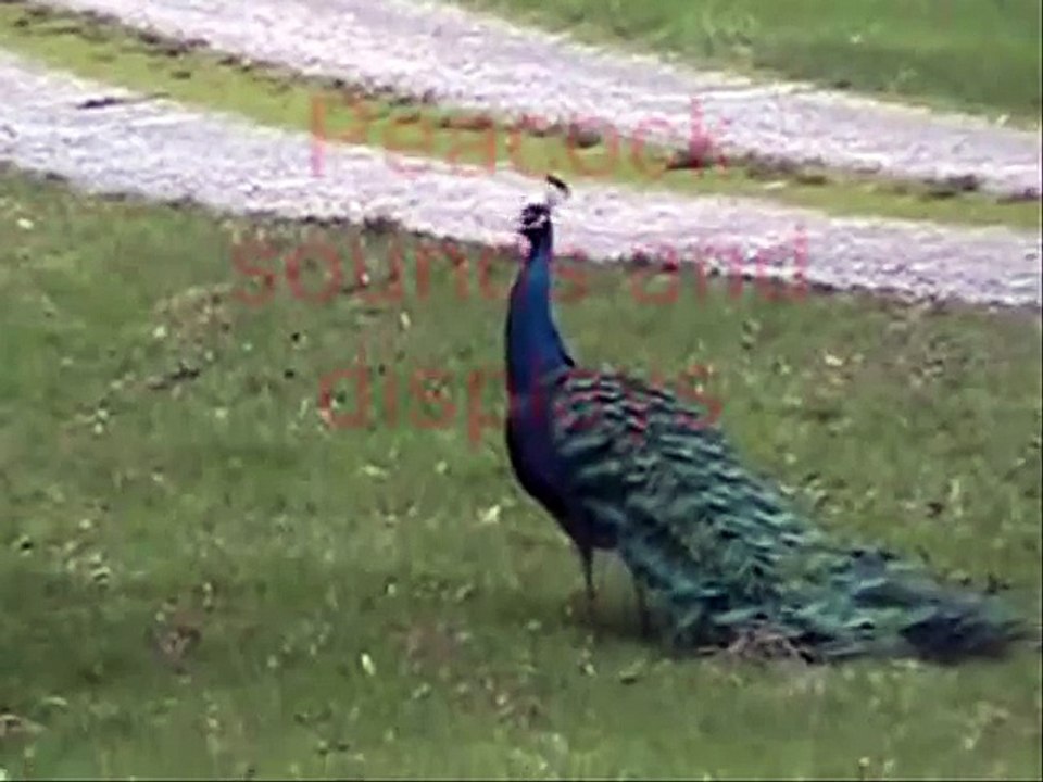 Peacock Sounds and Displays - video Dailymotion