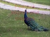 Peacock Sounds and Displays