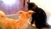 Cats Meeting Puppies for the First Time 2016