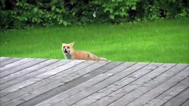 Chanson Numb de Linkin Park chantée par des chiens.. WTF