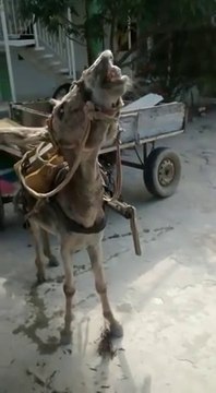 Cet âne sait comment se faire plaisir tout seul... Mhhhh