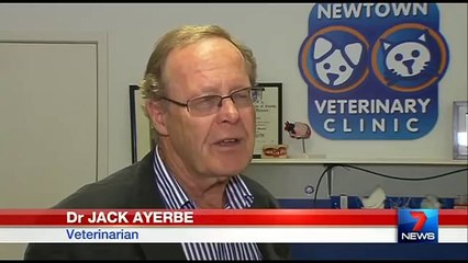 La plus vieille chienne du monde s'est éteinte à l'âge de 30 ans...