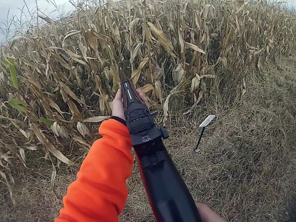 chasse sanglier