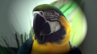 Macaw needs Herbalife