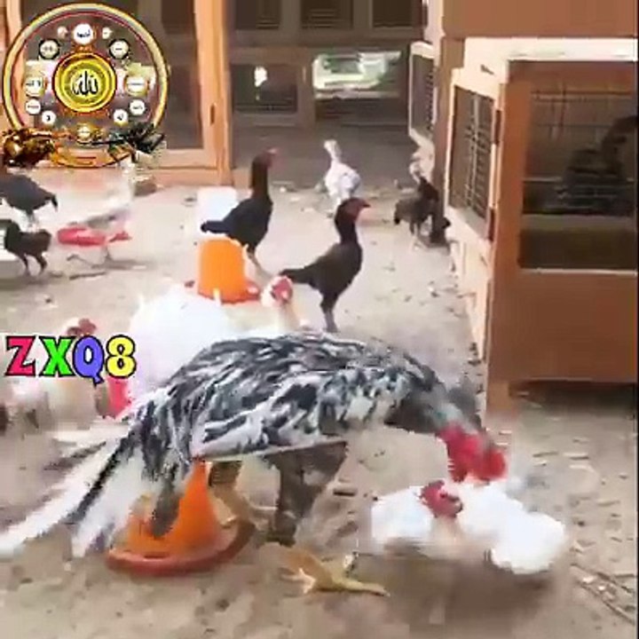 Cock Kangfu