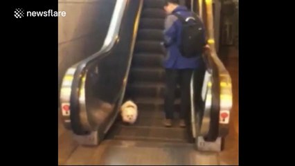 Puppy tries to walk 'against the grain' on an escalator